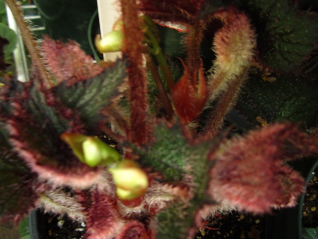 B. ‘The Louisiana Fuzz’